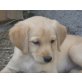 FEE, Spanielmix, Pflegestelle NÖ Welpen - Hündin