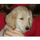 FEH, Spaniel/Labradormix,Pflegestelle Nö Welpen - Hündin