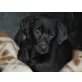 FELI, Labrador-Border Collie-Golden Retriever-Mixwe Welpen - Hündin