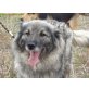 FELIA, fröhlich, knuddelige hundedame - Hündin
