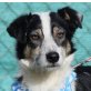 FELISA - Ubeda, Border-Collie-Mischling - kastriert - Hündin