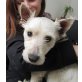 FELIX 8 - Pflegestelle Wien, unglaublich lieber WEST HIGHLANDTERRIER - Rüde