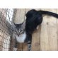 FELIX, Tierschutz - Kater