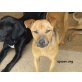 FELIX, ruhiger,verschmuster Pinscher mischling - Rüde