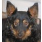 FENCO, Pflegestelle Niederösterreich, Entzückender Zwerg! Süßer Spitz/Chihuahuamix - Rüde