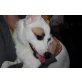 FENJA 2 , Pflegestelle Wien, Jack Russell - Spitz Mix - Hündin
