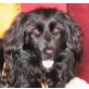 FENKA, Pflegestelle Tirol, ein Traum in Schwarz - zärtliche Spaniel-Mix - Hündin