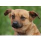 FENNY, Pflegestelle Wien, kleine, etwas schüchterne PINSCHER-Mix - Hündin