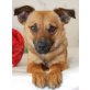 FENNY, Pflegestelle Wien, zuckersüße, kleine PINSCHER-Mix - Hündin