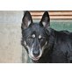 FERGO, träumt von einem liebevollen Zuhause - Rüde