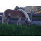 FERINNELA, Haflinger - Stute