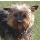 FERNANDITO - Linares, Yorkshire-Terrier, kastriert - Rüde