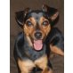 FIBO, Pflegestelle Wien, DAS LEBEN IST SCHÖN! Pinscher-Mix - Rüde