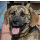 FIBUS, Pflegestelle Niederösterreich, verschmuser, lieber LABRADAOR-Mix - Rüde