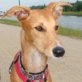 FIDENZIO, Galgo-Mix, geb. Januar 2011 Welpen - Rüde