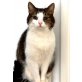 FIDO, Hauskatze - Katze
