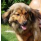 FIDUS, Pflegestelle Niederösterreich, SCHLAUER WUNDERWUZZI! Sheltie-Dackelmix - Rüde