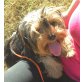 FIFFI, Pflegestelle Oberösterreich, Pfiffiger Winzling! Yorkimix - Hündin