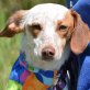 FIFINA - Ubeda, Jack-Russell-Terrier-Mischling, kastriert - Hündin