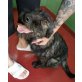 FILIUS, Schnauzer-Mix - Rüde