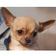 FILLY, Pflegestelle Wien, winzig kleine, zuckersüße Chihuahua - Hündin