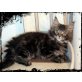 FILON, Maine Coon - Kater