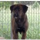 FIMO, Labrador Mix - Rüde