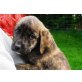 FIN verträumter lieber Hundejunge, Labi - Setter Mix Welpen - Rüde