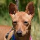 FINCHEN - Linares, Podenco-Andaluz - kastriert - Hündin