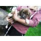 FINCHEN will die Welt entdecken, Labi - Setter Mix Welpen - Hündin