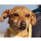 FINDUS 2 'Tinti', Pflegestelle Niederösterrei, Aufgeweckter Marschierer! Pinscher/Dackel-Mix - Rüde