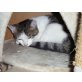 FINDUS, Tierschutz - Kater