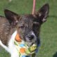 FINJA, Jack-Russell-Mischling, unkastriert Welpen - Hündin