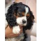 FINLEY, King Charles Rüde, PS OÖ - Rüde