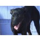 FINN, klein,zart und überflüssig / PinscherMischlg. - Rüde
