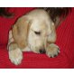 FINNY, Spaniel/Labradormix,Pflegestelle Nö Welpen - Hündin