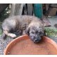  FIODOR Fio, Pflegestelle Steiermark Welpen - Rüde