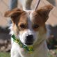 FIPSI, Jack-Russell-Terrier-Mix, kastriert - Rüde
