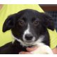 FIRORELLA Flo, Pflegestelle NÖ, süße, schüchterne Bordercollie-Terrier-Mix - Hündin