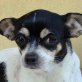 FITOS, Chihuahua - Hündin
