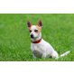 FLICKO, Chihuahua-Jack Russell Mischling - Rüde