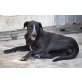 FLIKA - SANFTE HÜNDIN MIT HANDICAP, Retriever Mix - Hündin