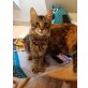 FLINT, (Main Coon-Mix) Herzensbrecher - Kater