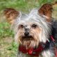 FLIPPY - Linares, Yorkshire-Terrier, kastriert - Rüde