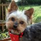 FLIPPY - Linares, Yorkshire-Terrier, kastriert - Rüde
