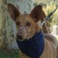 FLOCKY - NOTFALL, Podenco-Mischling, kastriert - Rüde