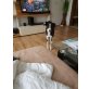 FLOKI, lieb, sozial, verträglich, sucht seine Famili Welpen - Rüde