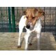 FLORA - Pflegestelle Wien, zarte, hübsche PINSCHER-Mix - Hündin