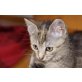 FLORA, Tierschutz - Katze