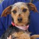 FLORA - Ubeda, Terrier-Mischling, kastriert - Hündin